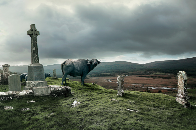 Photography cattle in highlands